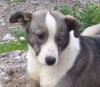 Pfötchenhilfe Rhodos sucht für Husky-Mischling Tina ein neues Zuhause