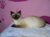 ragdoll sucht neue fam.