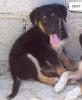 Pfötchenhilfe Rhodos sucht für Schäferhund-Mix Momo ein neues Zuhause