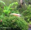 Snow White,  High-Quality (Red Bee Shrimp Grade SSS) DNZ,  reinerbige Tomataka Uen