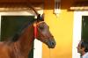DANY Spanier,  3.5 Jahre,  Castano,  Wallach,  