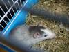 Ratten Babys zu verschenken