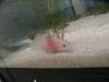 Verkaufe,  oder tausche Axolotl