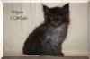 Black smoke Maine Coon Kitten mit Papieren,  sehr typvoll