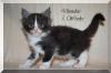 Dundee vom Sattelgut,  verschmuster Maine Coon Kitten-Kater