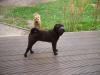 Shar Pei Hündin,  6 Monate in liebevolle Hände anzugeben