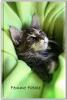 Maine Coon Kitten
