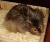  schöne&gesunde Hamsterkinder werden Anfang Oktober geboren 