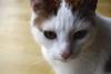 Kater,  weiß mit rot in Kiel Wellsee entlaufen