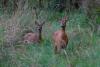 Amberg-Sulzbacher Land: Spuren im Wald