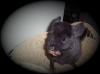 Chinchillas
