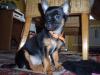 Chihuahua Mädchen 12 Wochen alt