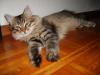 Sibirische Katzen von Jowanka