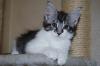 Maine Coon Kitten mit Papieren