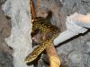 gelbe Anaconda abzugeben