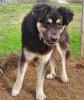 Milow - notfellchen sucht passendes Zuhause