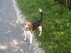 sehr hübscher beagle zu verkaufen:-(