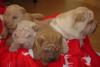 4 Wunderschöne Shar Pei Welpen,  verschiedenen Farben