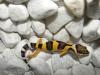 Leopardgeckos  Eublepharis macularius   super schöne intensive Farben.