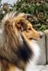 Zuckersüße sheltiewelpen Minicollie , mit VDH-Papieren