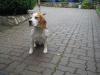 Suche ein neues Zuhause