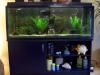 ca. 250l Aquarium (incl. Fische usw.)