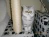 Junge Exotic Shorthair Kätzin geb. 7.04.2009