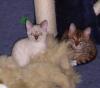ein Hauch von Wildnis als Schmusekatze,  Bengalen in brown-rosetted und snow