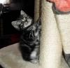 Whiskaskätzchen - Britisch Kurzhaar in black-silver-tabby-classic 