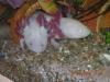 Gebe Axolotl s ab