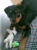 rotweiler jungtier zu verkaufen
