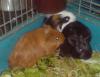 Meerschweinchen Jungtiere 6 wo alt
