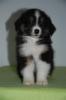 Australian Shepherds und Mini Aussie Welpen