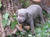 Labrador Silber (Silver)