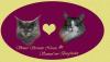 Maine Coon Kitten,  gesund,  geimpft,  mit Papieren und super Wesen