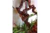 Schlange/  Kornnatter ca 6 Jahre 130cm inkl. Terrarium 160cm und Zubehör zu verka