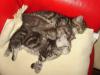 BKH x Perser Katzen /  Kätzchen geboren am 01.08.2012