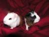 Glatthaarmeerschweinchen, US-Teddy/  und CH-Teddy-Träger