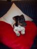 Jack russel Welpen tricolor