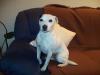 jack russel mit papieren