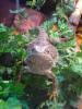 Verkaufe 2 Bartagam Böcke mit 120*60*60 Terrarium