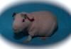 Nacktmeerschweinchen