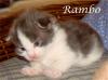 Maine Coon Babys