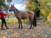 Sehr schöne Quarter Horse Mix Stute zu verkaufen!!