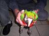 Ara - Baby ( Hybridara), dunkelrot xgelbbrust , tolle Farben,  1400, -Euro