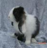 Miniwidder,  Zwergkaninchen,  NHD-Mix