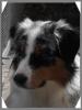 Australian Shepherd Deckrüde Mill-Brook Blue Galaxy DNA-VP redfactored