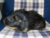 Ridgebackmeerschweinchen Hobbyzucht