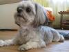 Shi Tzu (Lucky) männlich,  2Jahre sucht Sie...