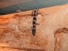 2 Leopardgeckos abzugeben